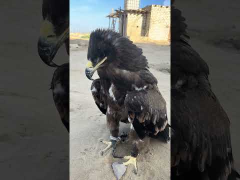 العقاب لا يريد ترك الكتاكيت😱🦅🐥 #animals #birds #عالم_الطيور #eagles #صيد #طيور #الحياة_البرية