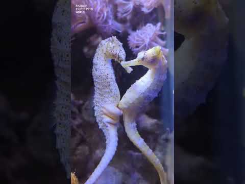 Seahorse Love 😍 ........#Marine_World😍