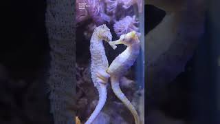 Seahorse Love 😍 ........#Marine_World😍
