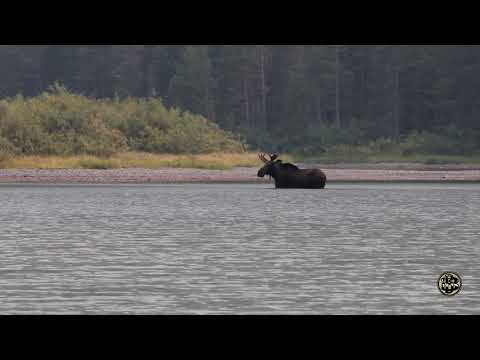Moose @ Fishercap lake, Glacier National Park