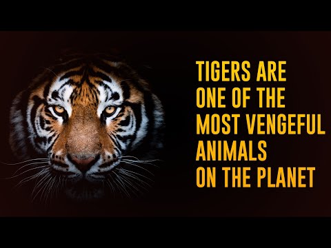 tiger-facts-3d Mp4 3GP Video & Mp3 Download unlimited Videos Download -  