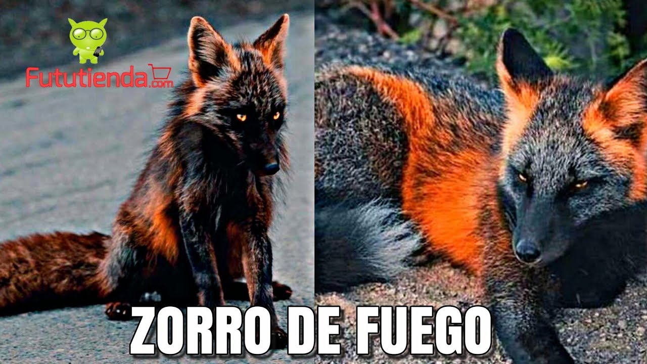 El magnífico Zorro de Fuego visto en Norte América. 2020.
