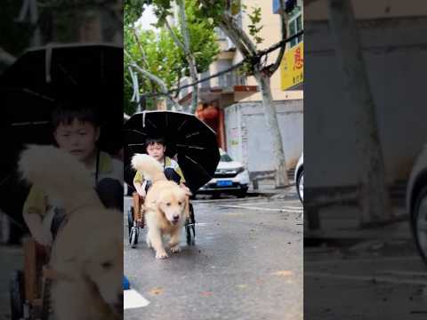 Il golden retriever va a prendere il padrone sotto la pioggia.