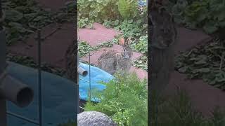 The Adventures of Wild Bunny Rabbits living in my back yard garden! UP-CLOSE! #shorts