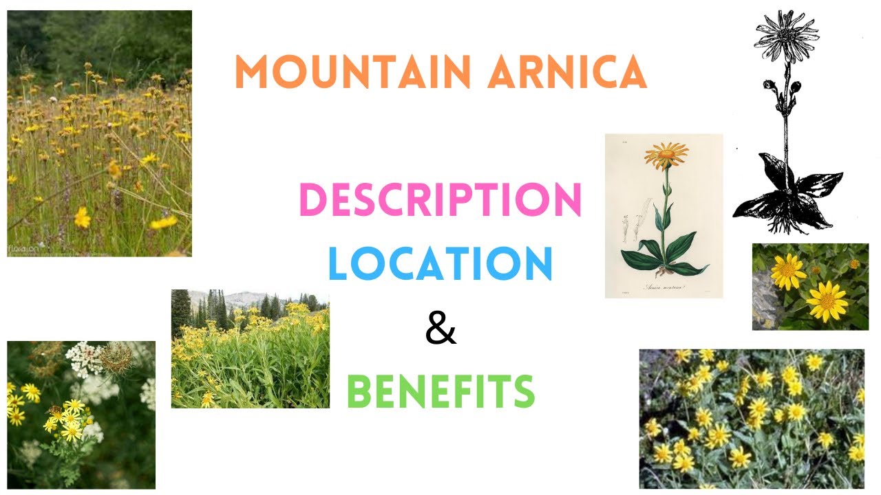 Mountain Arnica