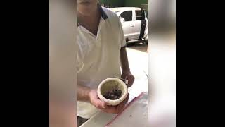 Anilhamento de filhotes de bicudo 