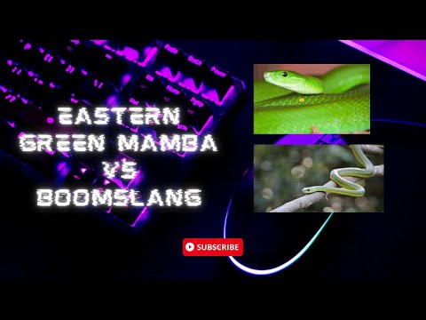 Master Predators  Eastern Green Mamba vs  Boomslang VEED