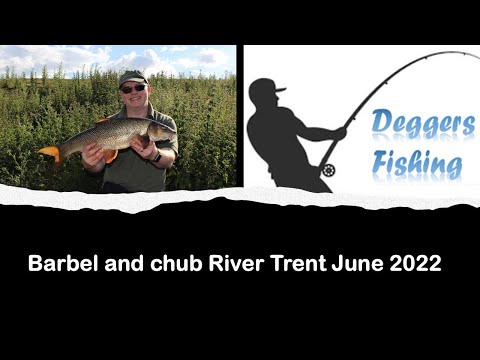 Barbel and chub - River Trent June 2022.