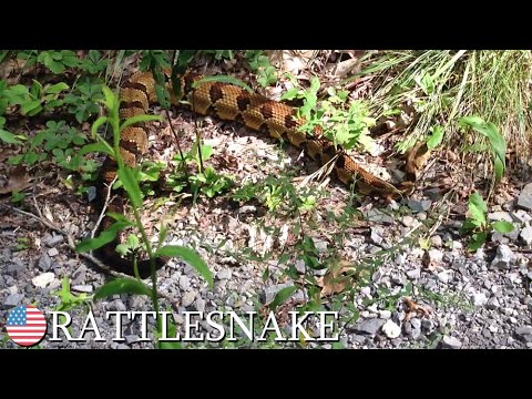 Timber rattlesnake (Crotalus horridus), Tennessee, USA