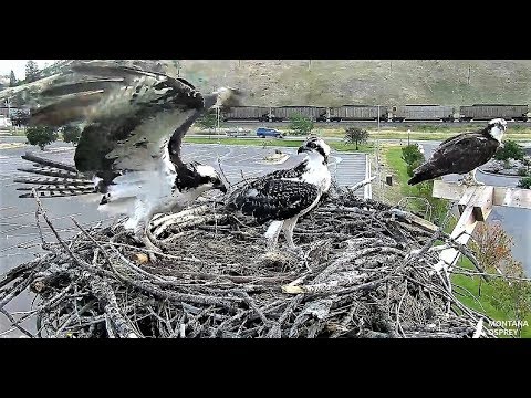 Iris brings home brunch ~ L'el'e begins self-feeding  2018 07 24 08 50 19 983