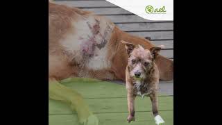 La poudre styptique pour animaux comment ça fonctionne?