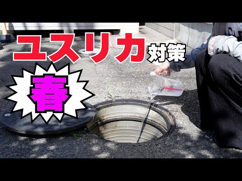 ユスリカについて詳しく解説