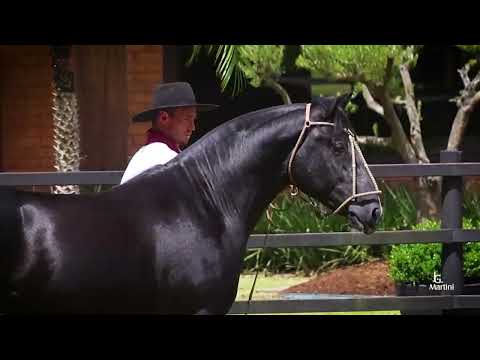 Lote 30 ZEUS DO RECANTO CRIOULO