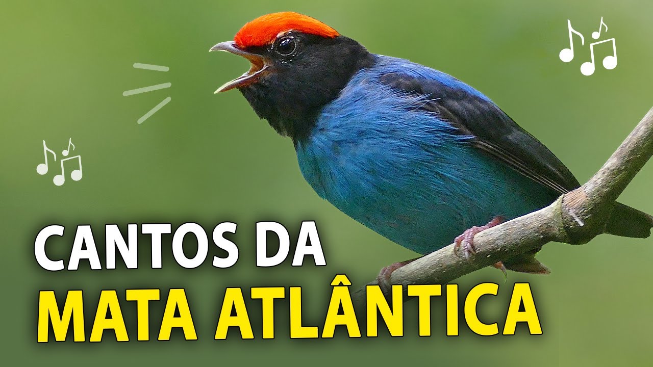 15 CANTOS de AVES DA MATA ATLÂNTICA | Araponga, sabiá-una, surucuá e outros pássaros da floresta