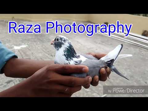 Kolkata Pigeons Dubaj nasal by Raza Photography & Technical Video