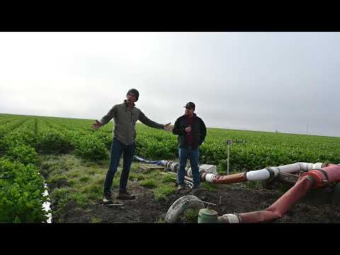 Michael Cahn and Jorge hosting PLS110 class field trip to Soledad, CA Pryor Ranch celery field 11/10