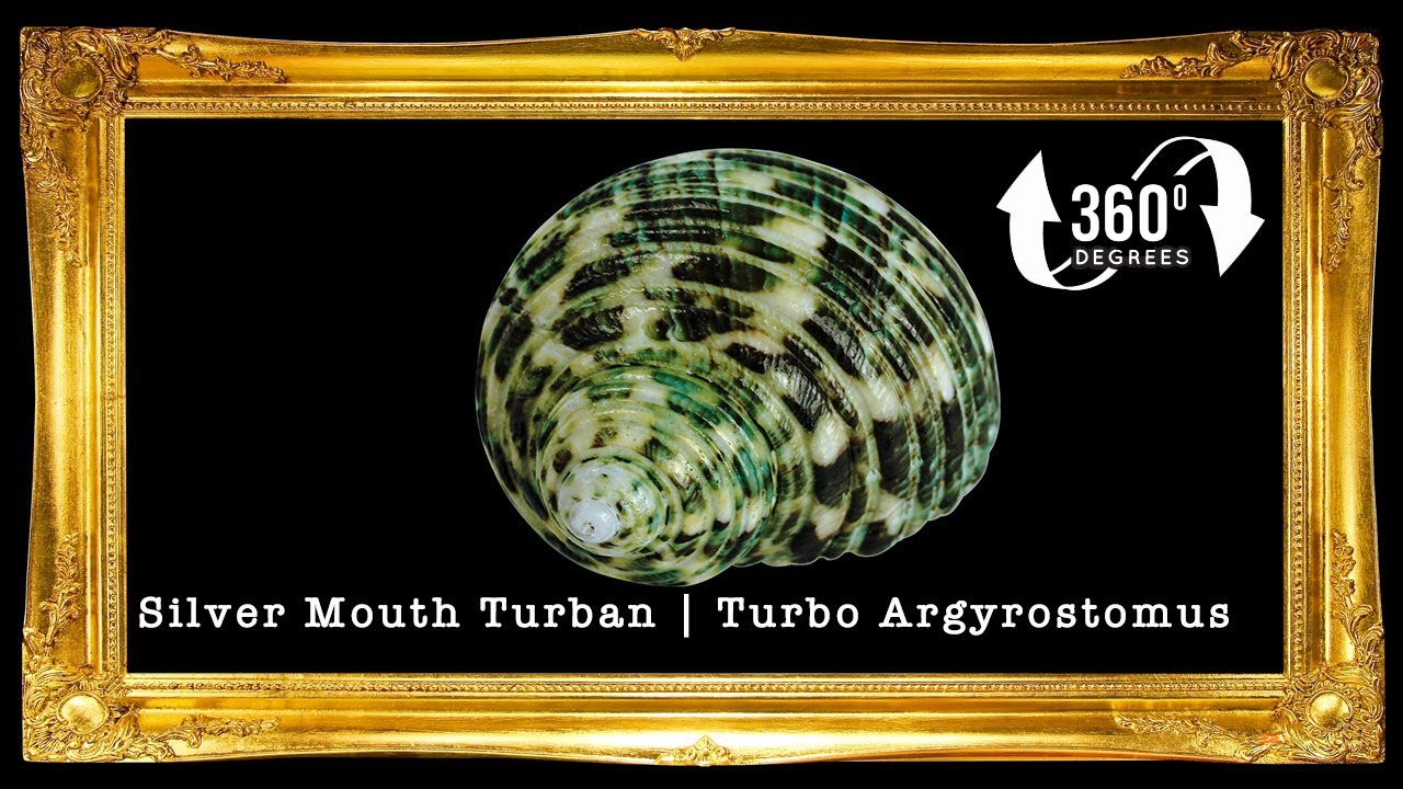 Turbo Green Natural | Buffed | Crass Turban | 1 - 3.9 Inches