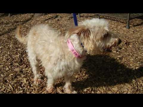 Adrienne, an adopted Terrier & Maltese Mix in Houston, TX_image-1