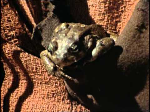 Catweazle Series 2 Episode 1 - The Magic Riddle (Part 1)