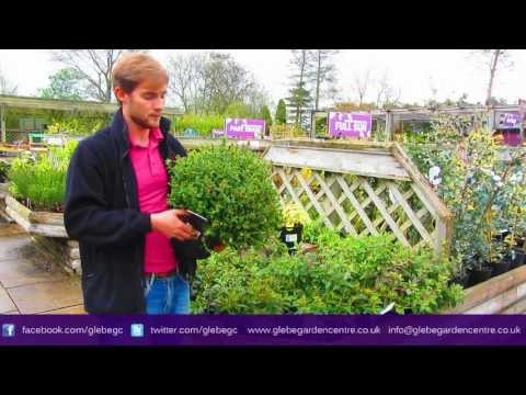 Cistus | Glebe Garden Centre Leicester