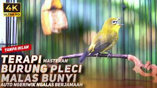 Download lagu TERAPI BURUNG PLECI MALAS BUNYI | MASTERAN PLECI BAHAN AUTO GACOR BERJAMAAH mp3