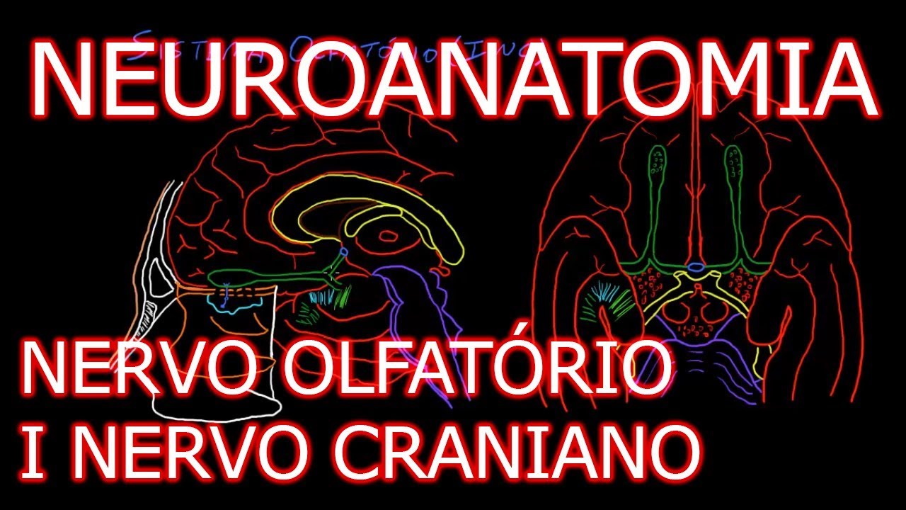 Aula: Neuroanatomia - Nervo Olfatório (I Nervo Craniano) e o Sistema Olfativo | Neuroanatomia #6.1