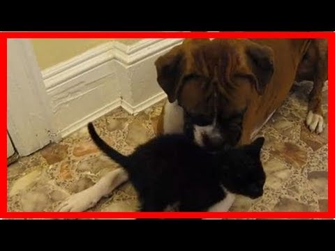 Herzlicher Empfang: Boxer lernt Katzenbaby kennen