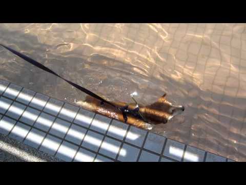 果汁游泳初體驗~~(原發表者:果汁媽)(影片)