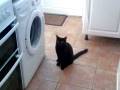 Cat Loves Washing Machine