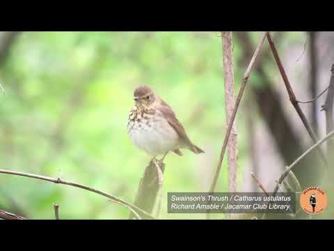 Drozd olivový (Catharus ustulatus) — správanie, biotop a hlas