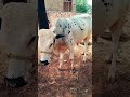 Bull Video Bull Youtubeshorts Shorts Shortfeed