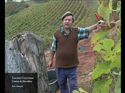 Los vimses per ligar la vinha