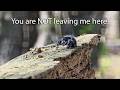 Jumping Spiders Recognize Their Humans. Wild Release Surprise. Janice the Jumper.