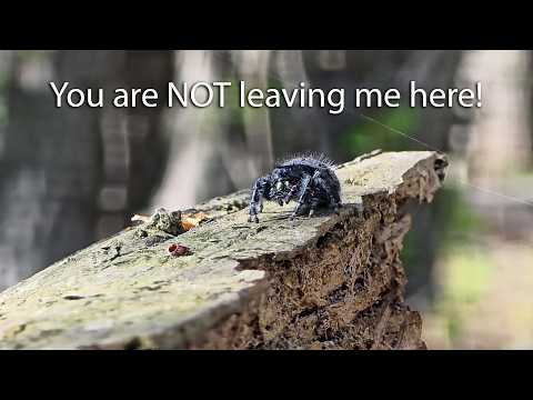 Jumping Spiders Recognize Their Humans. Wild Release Surprise. Janice the Jumper.