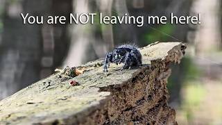 Jumping Spiders Recognize Their Humans. Wild Release Surprise. Janice the Jumper.