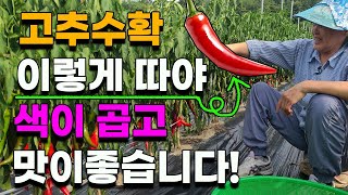 고추 수확 이때 이렇게 해야 색이곱고 맛이 좋습니다 고추재배 고추농사