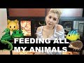 Feeding All My Pets in One Video 🐾
