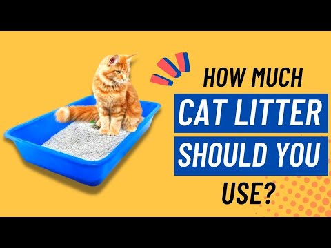 How Much Litter Should Be Put In Litter Box?? - Cute Litter Box