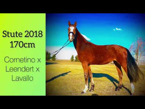 Condert: CORNETINO x LEENDERT