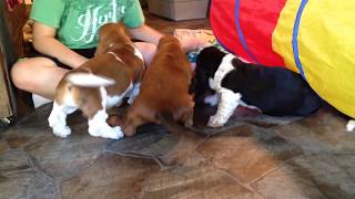 Baby Basset Hounds playing with the boy