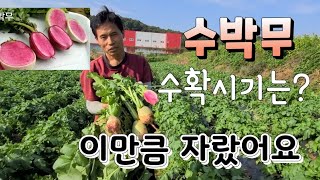 수박무 수확시기 수박무 효능 어디 좋을까?