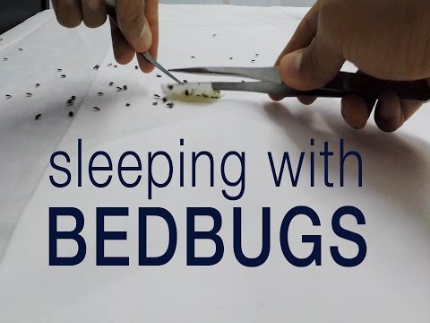YouTube video about: Does odoban kill bed bugs?