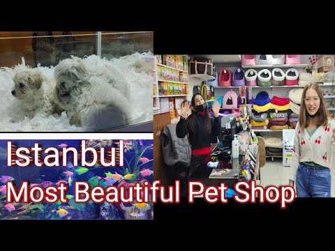 Istanbul's Most Beautiful Pet Shop | Cute Pets | Samreen Qaisar.
