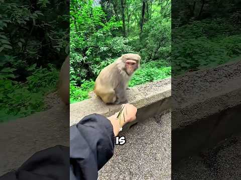 why are all these monkeys running away😨