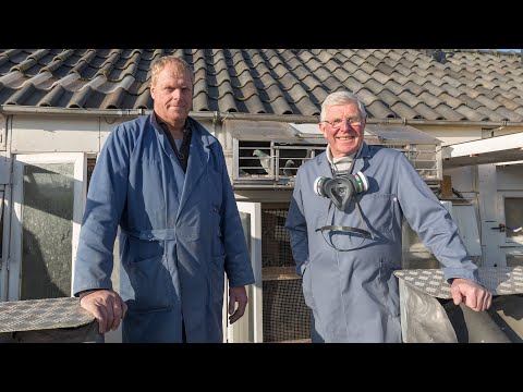 WHZB/TBOTB 2019 Winners - 1st Acepigeon Overall YB: Willem de Bruijn, Reeuwijk (with English subs)