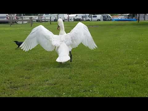 Die Krähen haben immer ein Auge auf ihre Beute...(The crows watch closely for their next meal...)