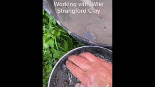 Wild blue clay from Strangford Lough.