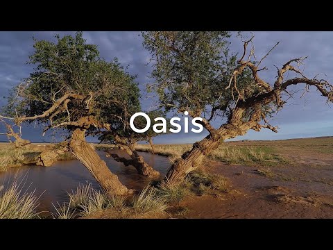 [432Hz] Drake x Future x Roddy Ricch Type Beat 2021 - "Oasis" | @MsBoi