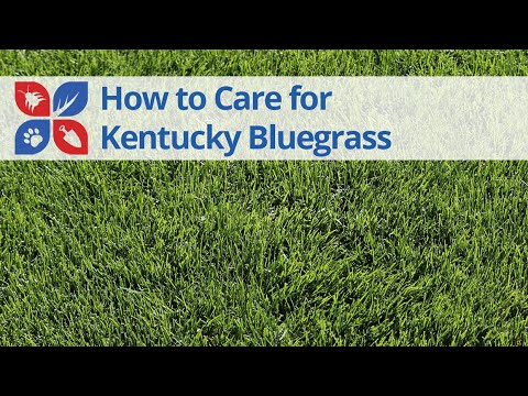 Kentucky Bluegrass Care Video 