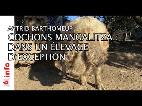 , title : 'COCHONS MANGALITZA : DANS L'ELEVAGE D'ASTRID BARTHOMEUF'